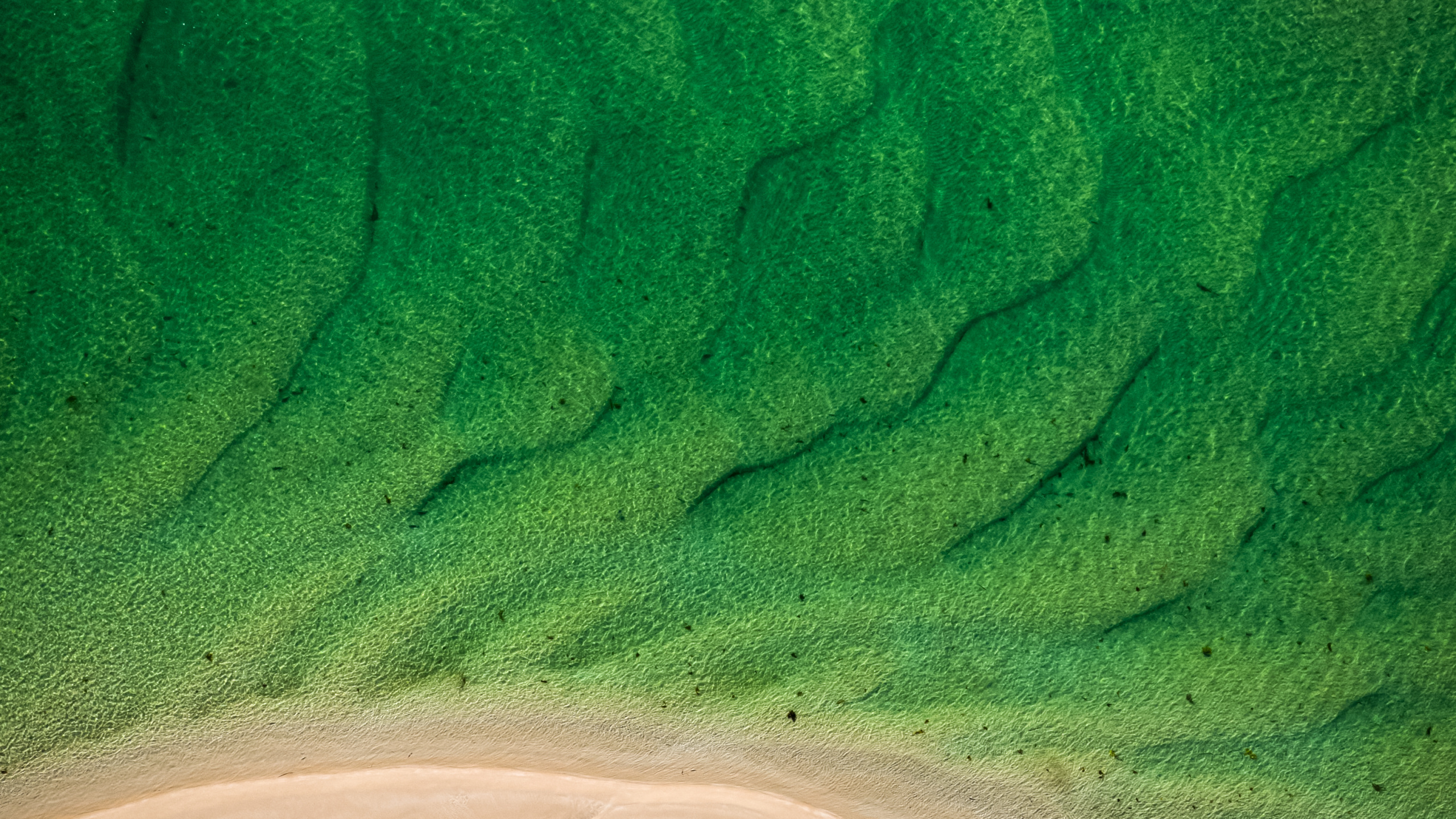 Обои песок, сенокосное угодье, экорегион, лазурный, водоем в разрешении 2560x1440