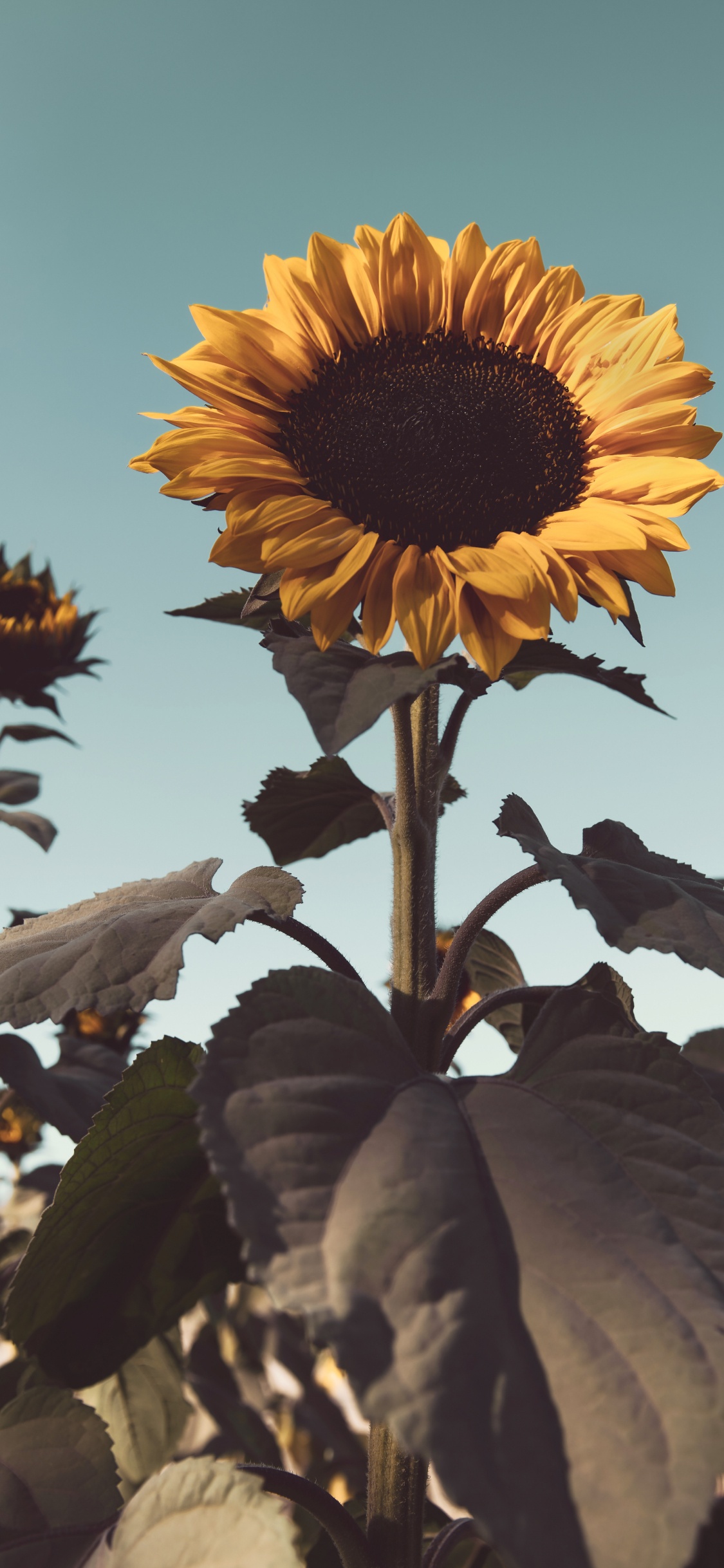 Обои растение, семя подсолнечника, желтый, подсолнечник, цветковое растение в разрешении 1125x2436