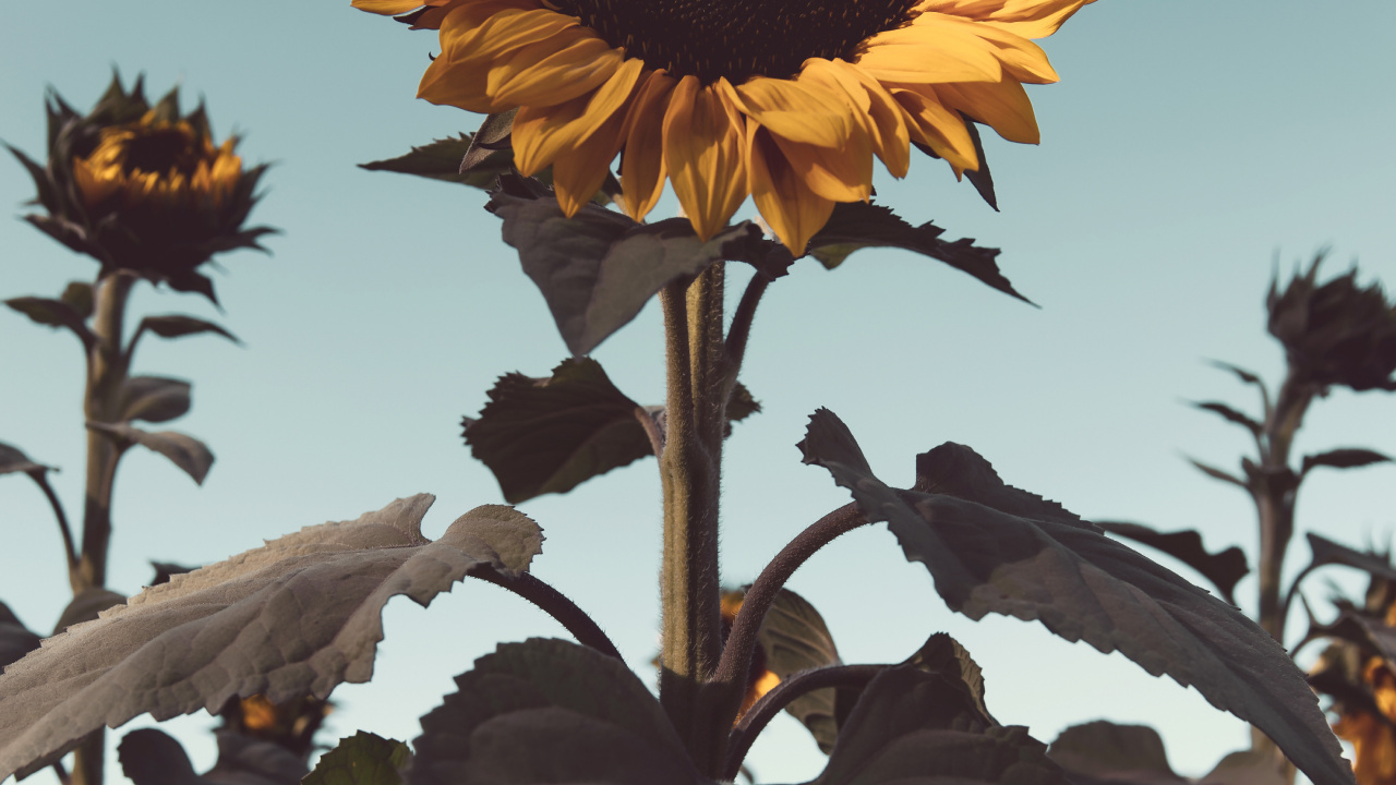 Обои растение, семя подсолнечника, желтый, подсолнечник, цветковое растение в разрешении 1280x720