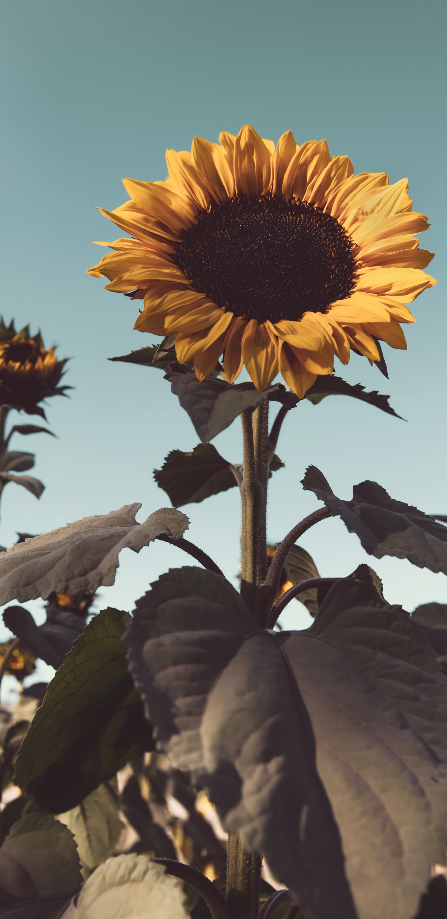 Обои растение, семя подсолнечника, желтый, подсолнечник, цветковое растение в разрешении 1440x2960