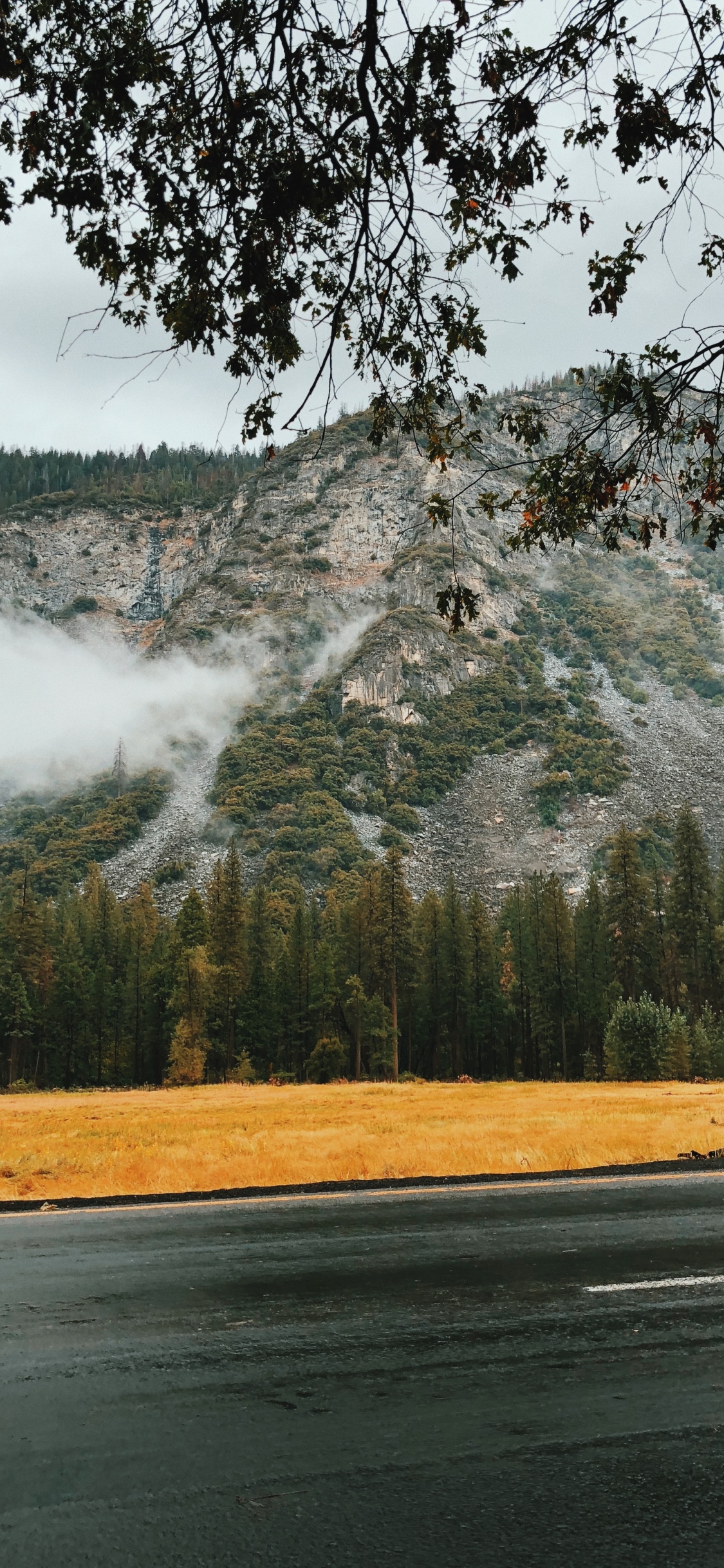 Обои вода, природный ландшафт, природа, дерево, утро в разрешении 1125x2436