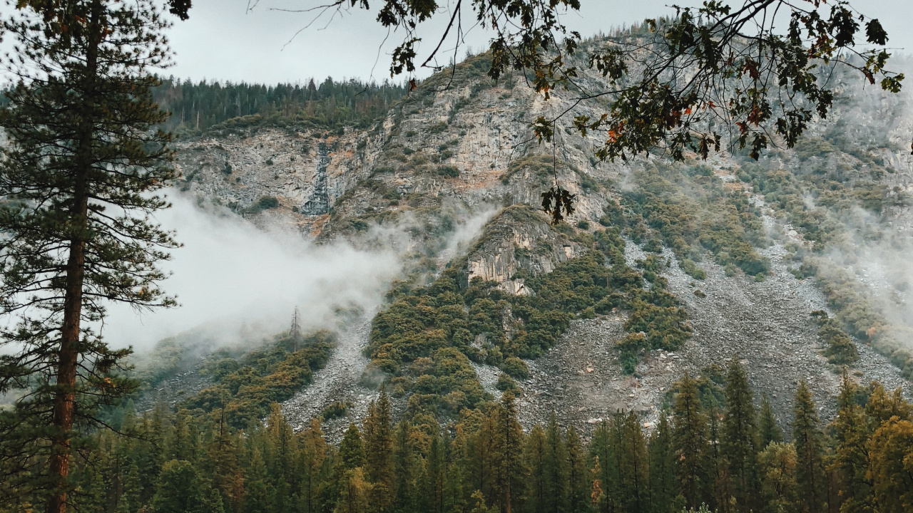 Обои вода, природный ландшафт, природа, дерево, утро в разрешении 1280x720