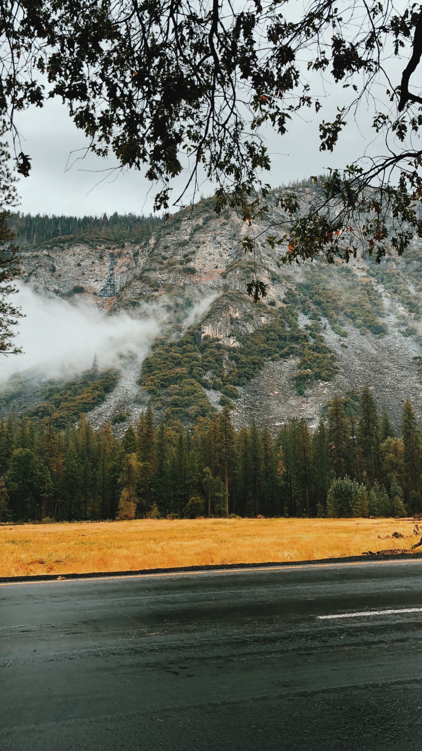 Обои вода, природный ландшафт, природа, дерево, утро в разрешении 1440x2560