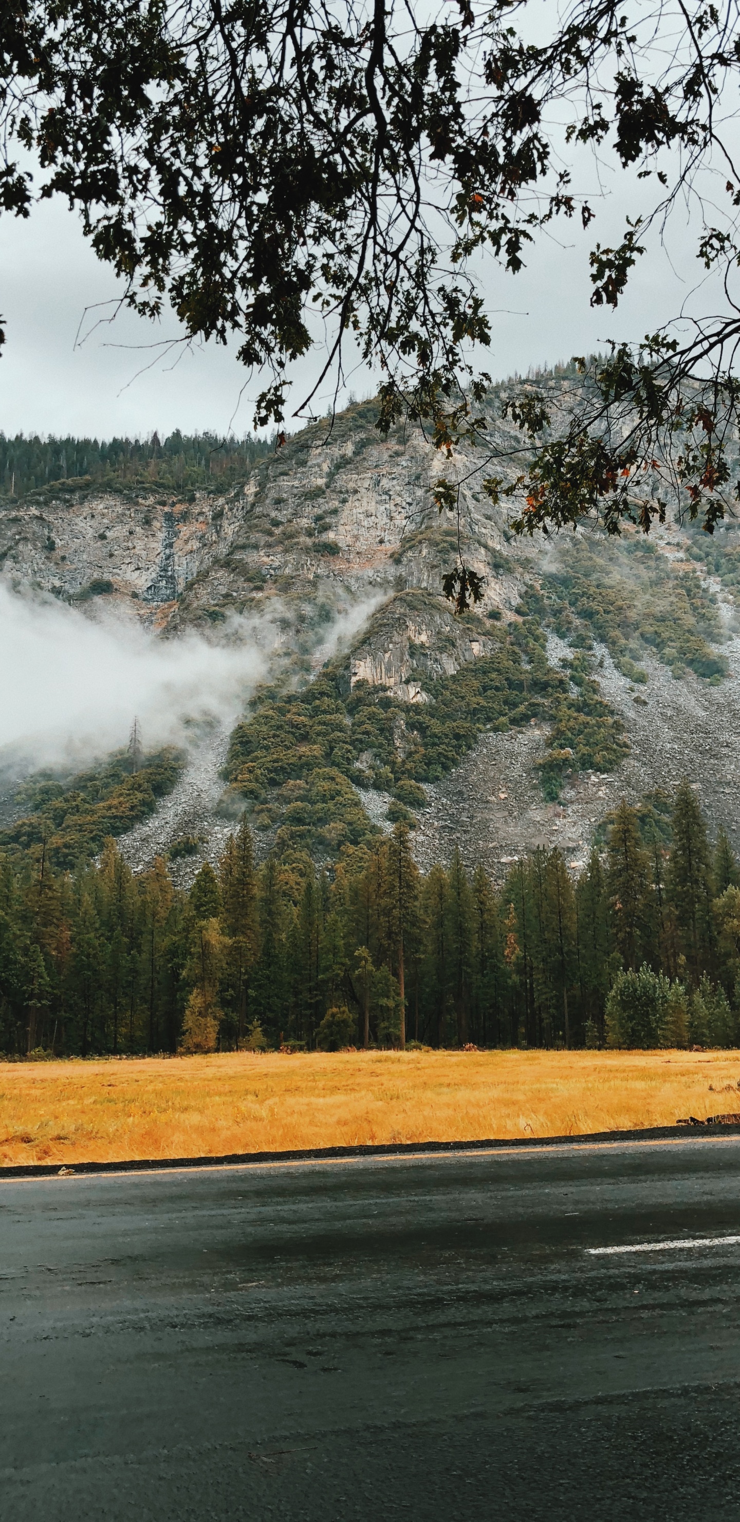 Обои вода, природный ландшафт, природа, дерево, утро в разрешении 1440x2960