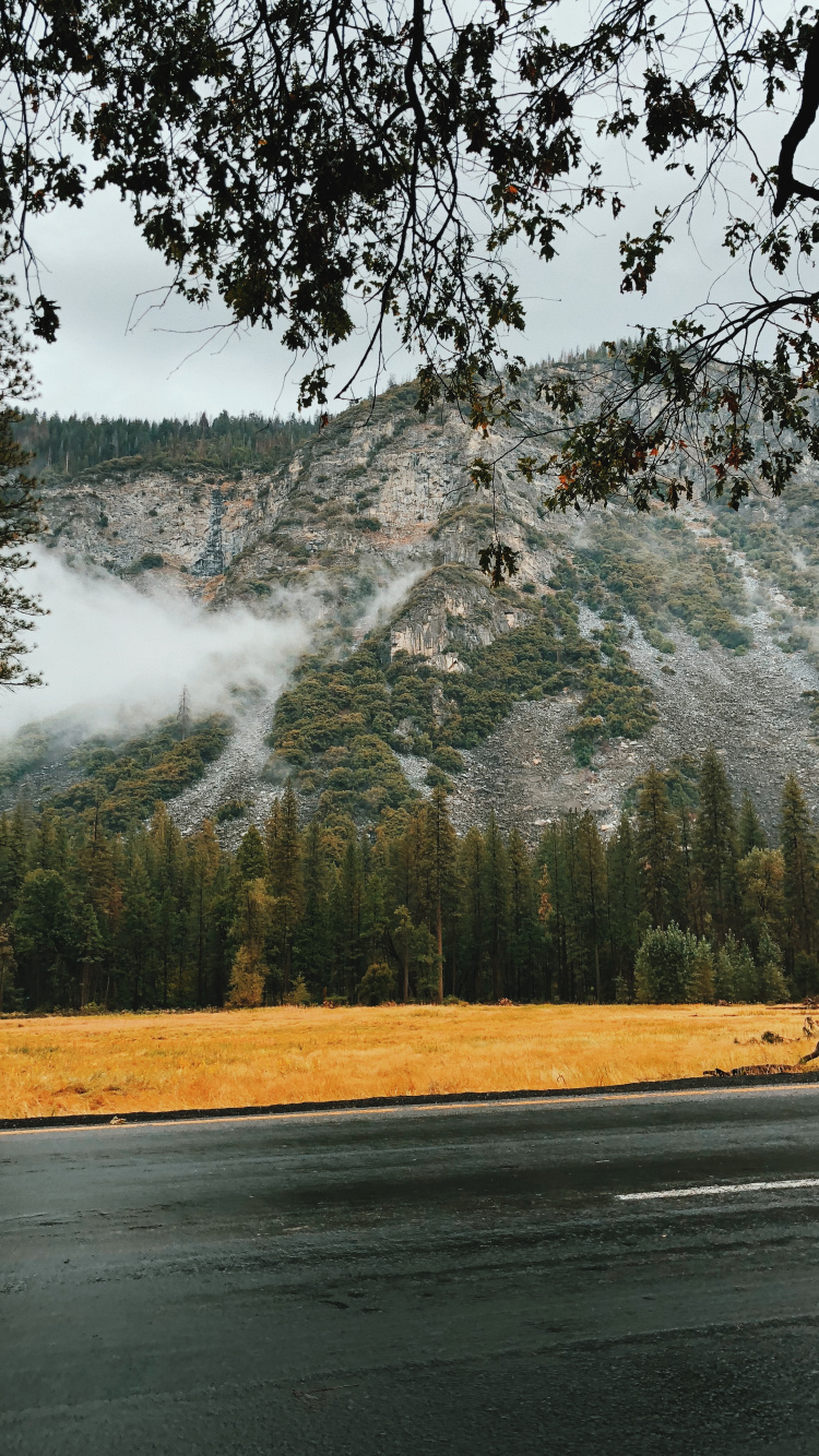 Обои вода, природный ландшафт, природа, дерево, утро в разрешении 750x1334