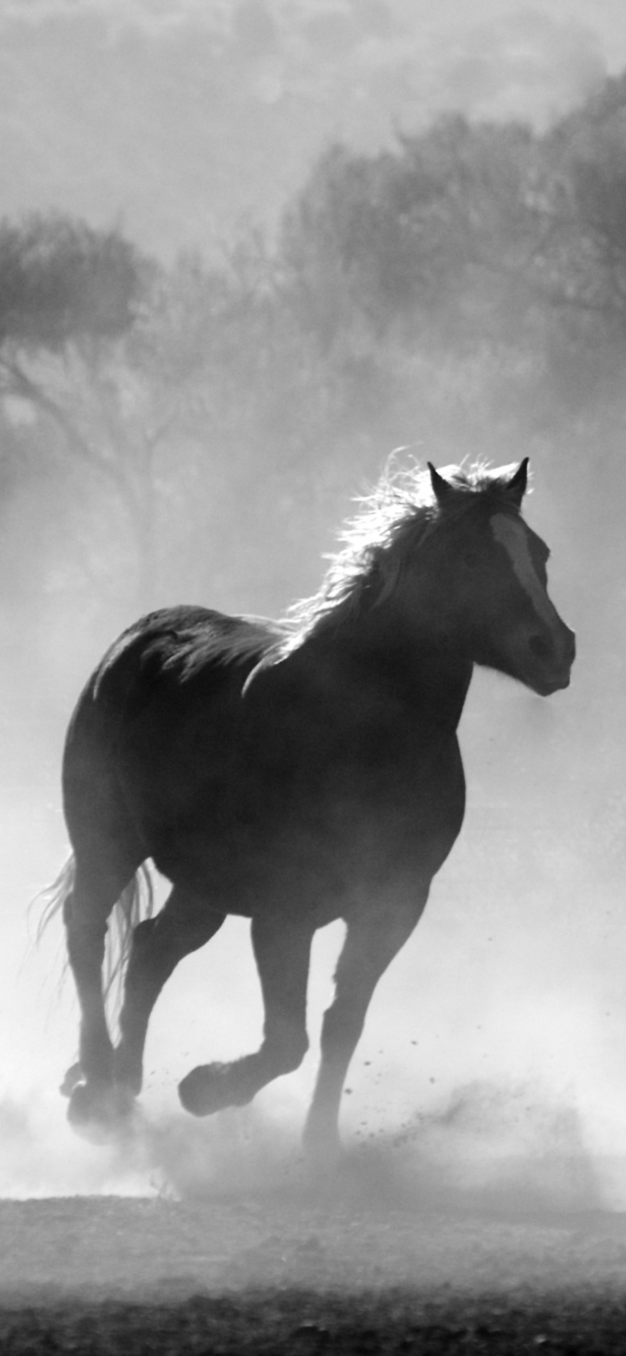 Обои конь, жеребец, дикая лошадь, черный и белый, Мустанг лошадь в разрешении 1242x2688