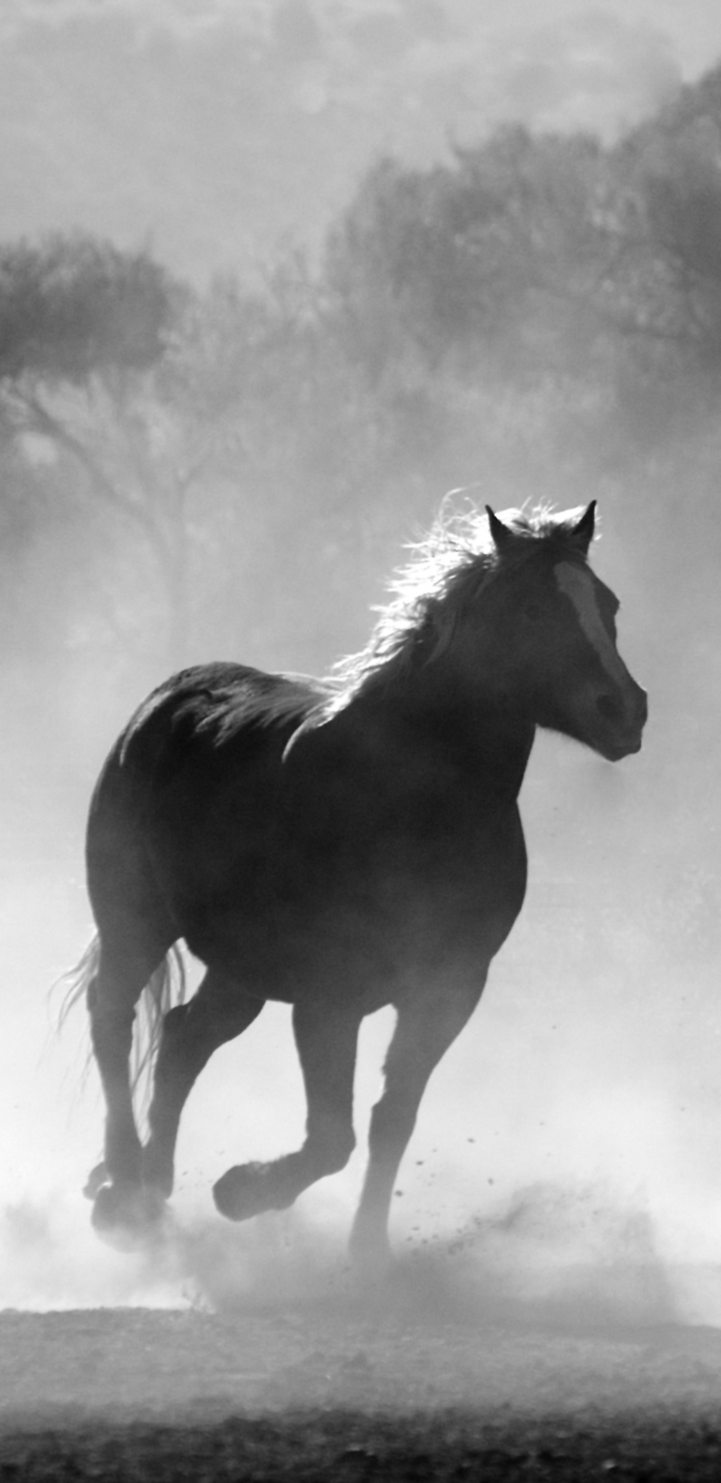 Обои конь, жеребец, дикая лошадь, черный и белый, Мустанг лошадь в разрешении 1440x2960