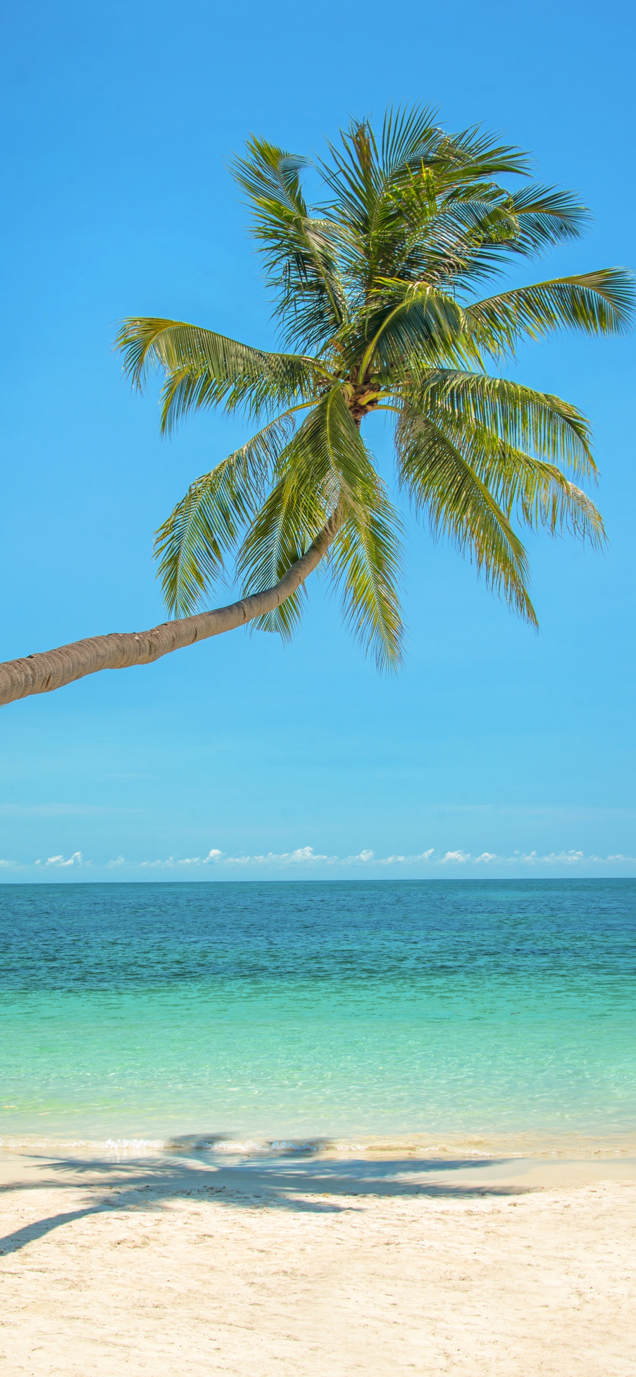 Обои пальмовые рощи, дерево, тропическая зона, Пальма, Карибский бассейн в разрешении 1242x2688