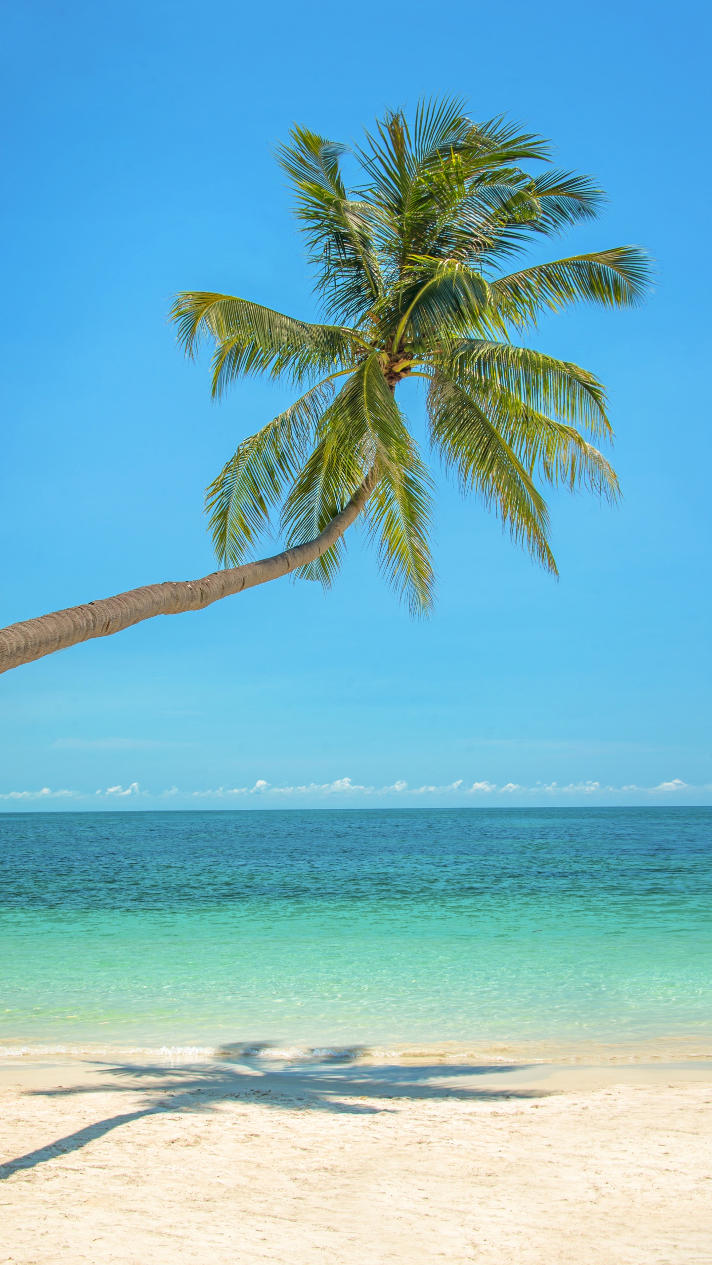 Обои пальмовые рощи, дерево, тропическая зона, Пальма, Карибский бассейн в разрешении 1440x2560