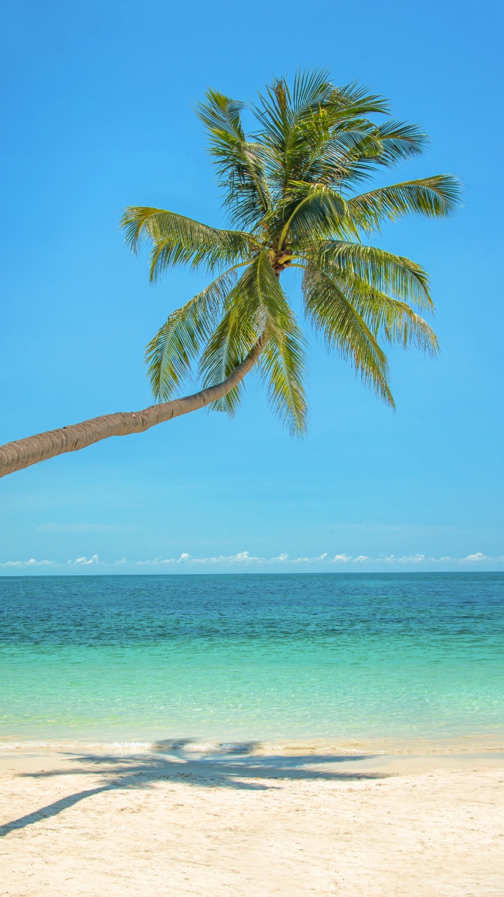 Обои пальмовые рощи, дерево, тропическая зона, Пальма, Карибский бассейн в разрешении 720x1280