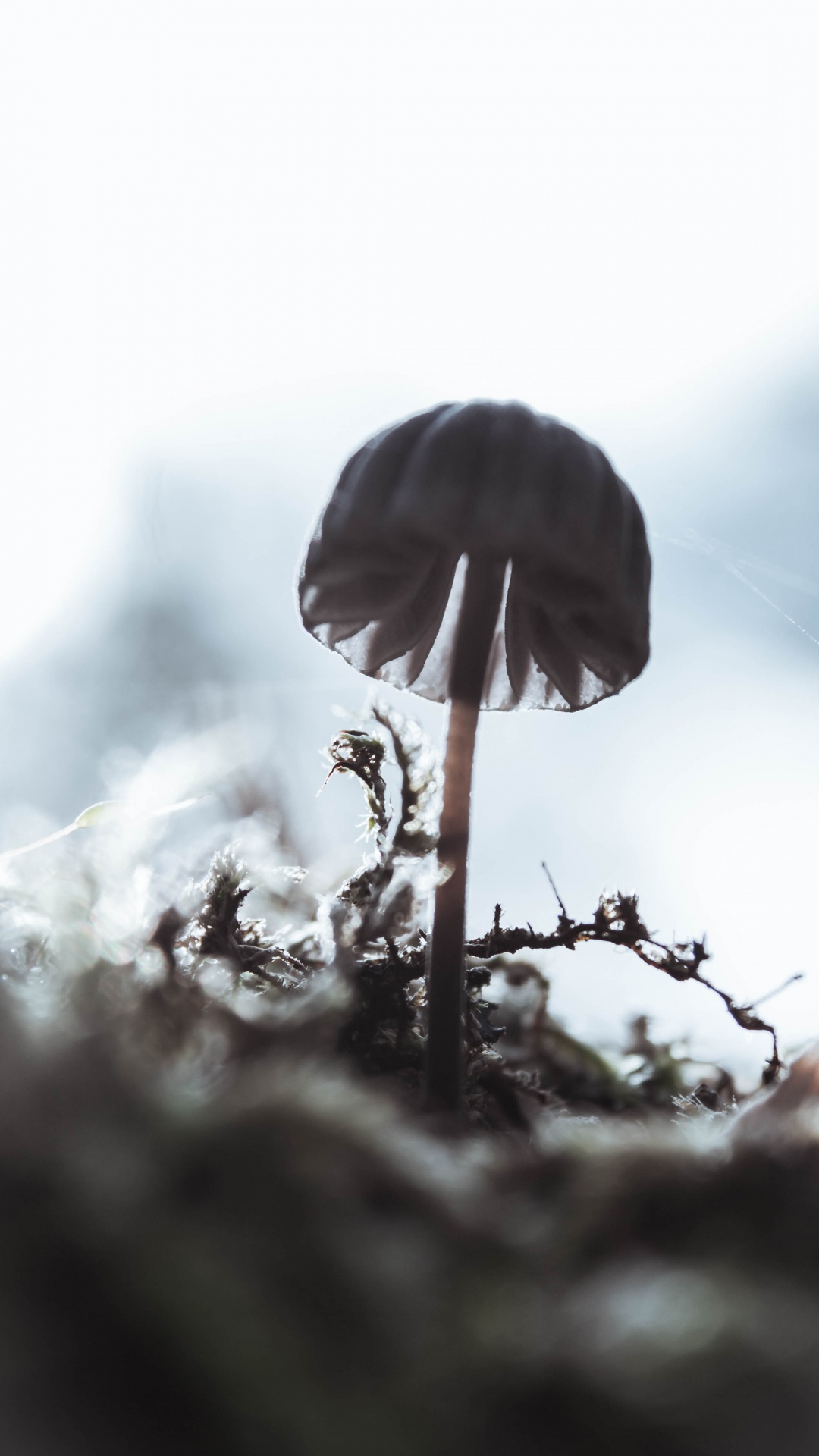 Обои крупный план, вода, дерево, стебель растения, растение в разрешении 1080x1920