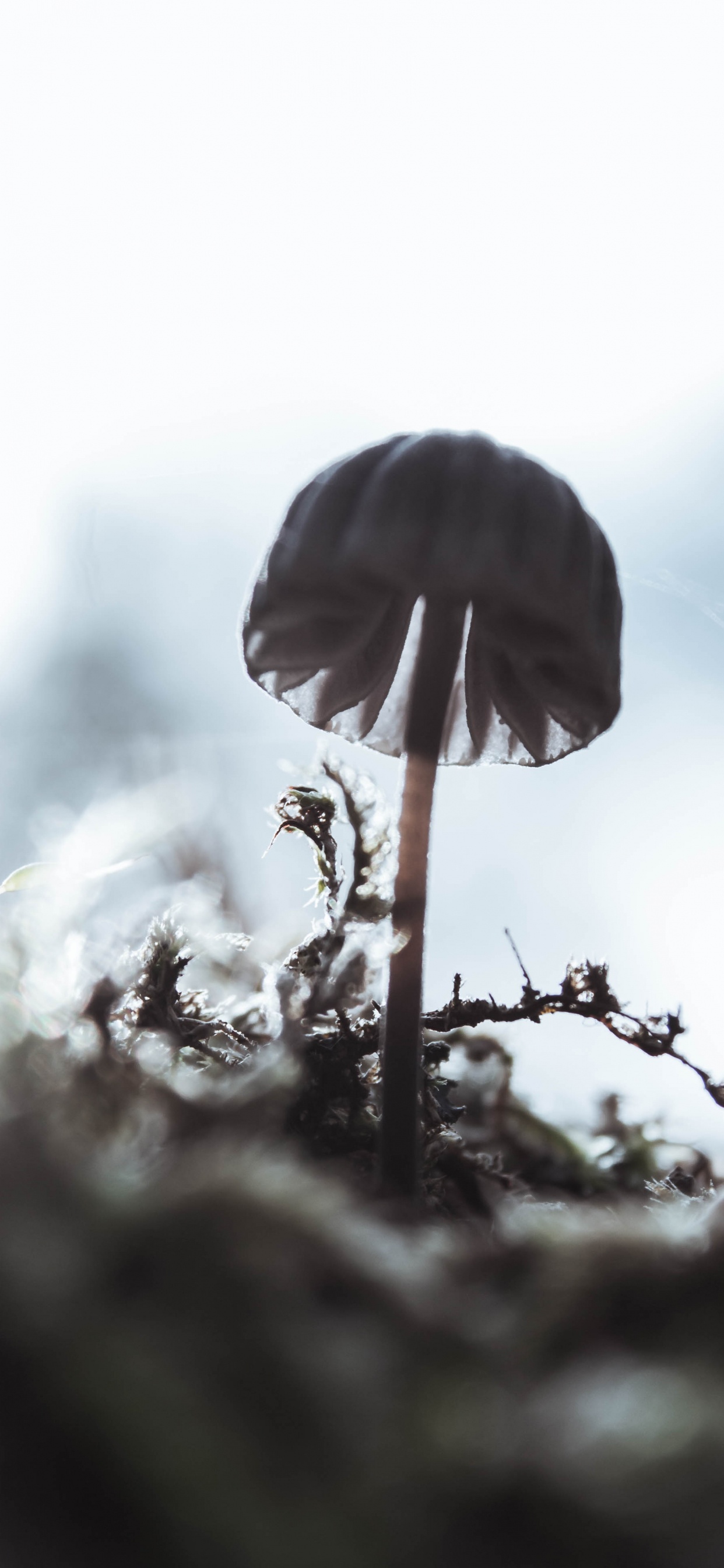 Обои крупный план, вода, дерево, стебель растения, растение в разрешении 1242x2688