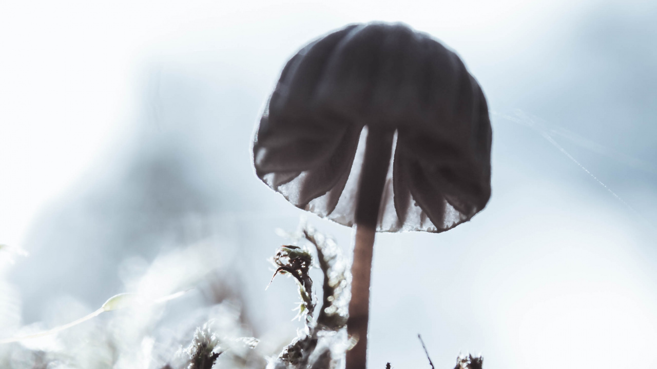 Обои крупный план, вода, дерево, стебель растения, растение в разрешении 1280x720