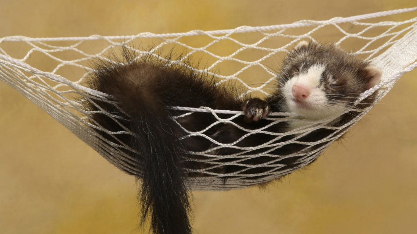 Обои хорек, привлекательность, куньих, норковые, морда в разрешении 1366x768