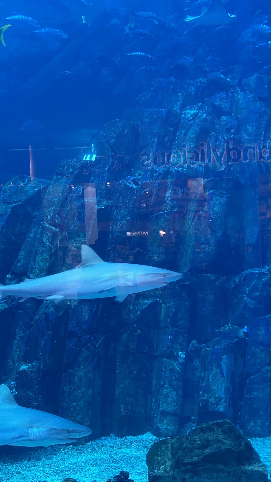 Обои морская биология, вода, жидкость, подземные воды, жидкий в разрешении 1080x1920