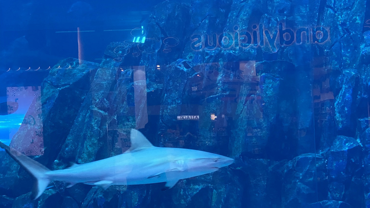 Обои морская биология, вода, жидкость, подземные воды, жидкий в разрешении 1280x720