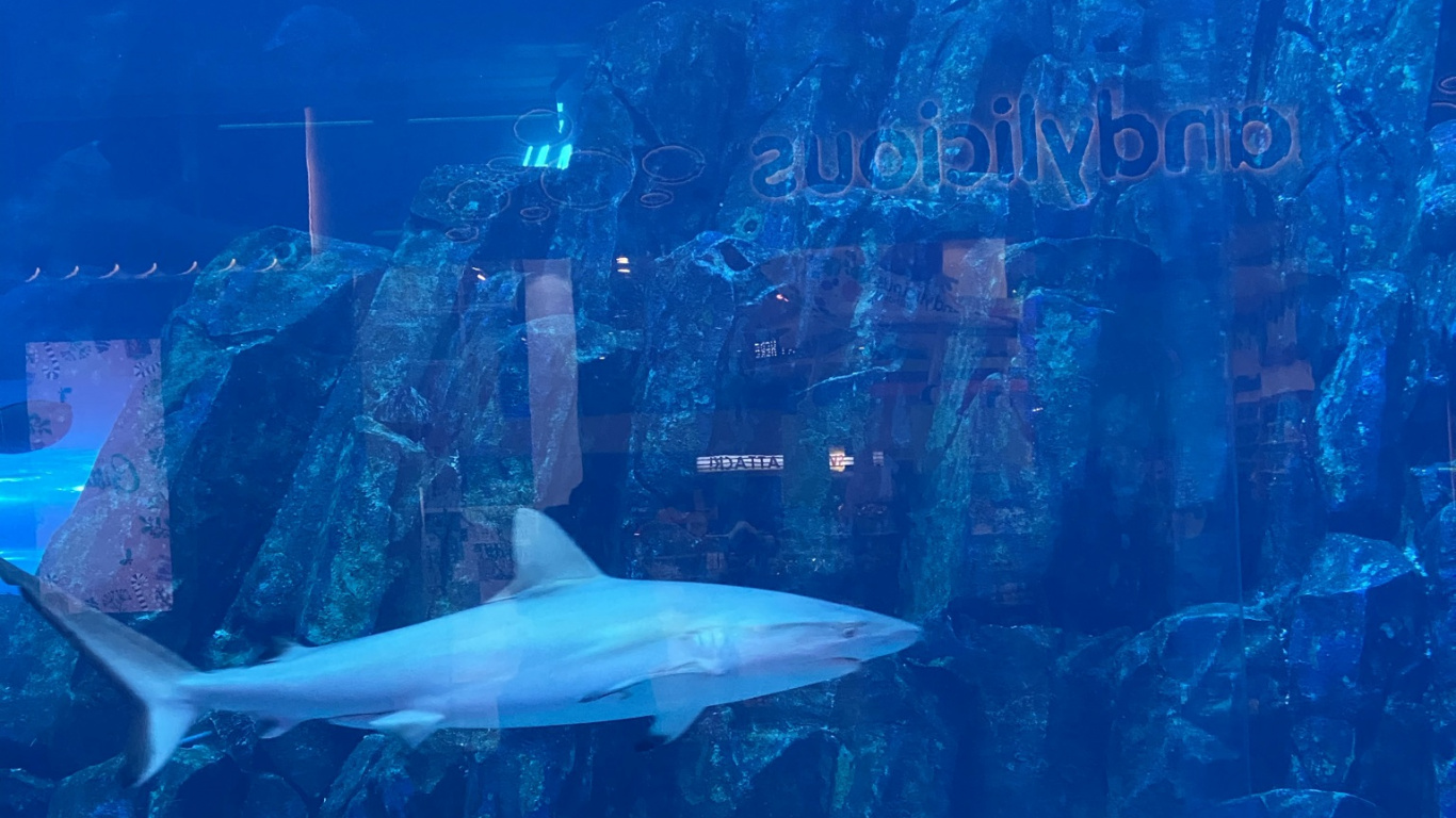 Обои морская биология, вода, жидкость, подземные воды, жидкий в разрешении 1366x768