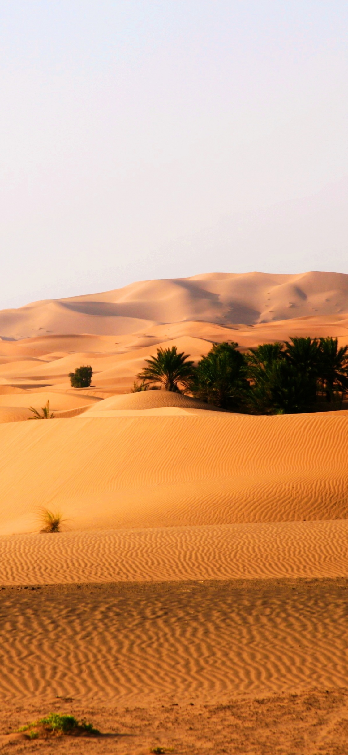 Обои эрг, пустыня, поющий песок, песок, сахара в разрешении 1125x2436