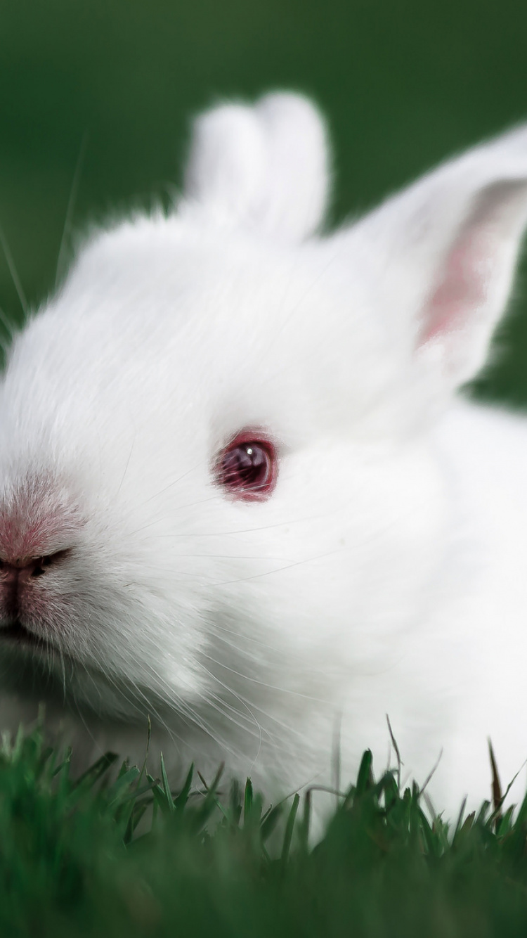 Обои кролик, морда, заяц, кролей и Зайцев, остроумие в разрешении 750x1334