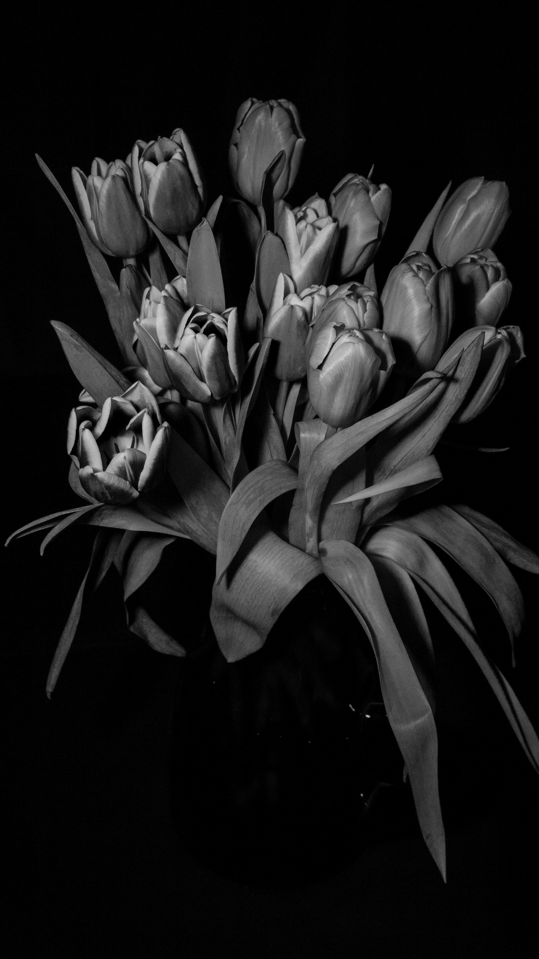 Обои черный и белый, цветок, черный, растение, лепесток в разрешении 1080x1920