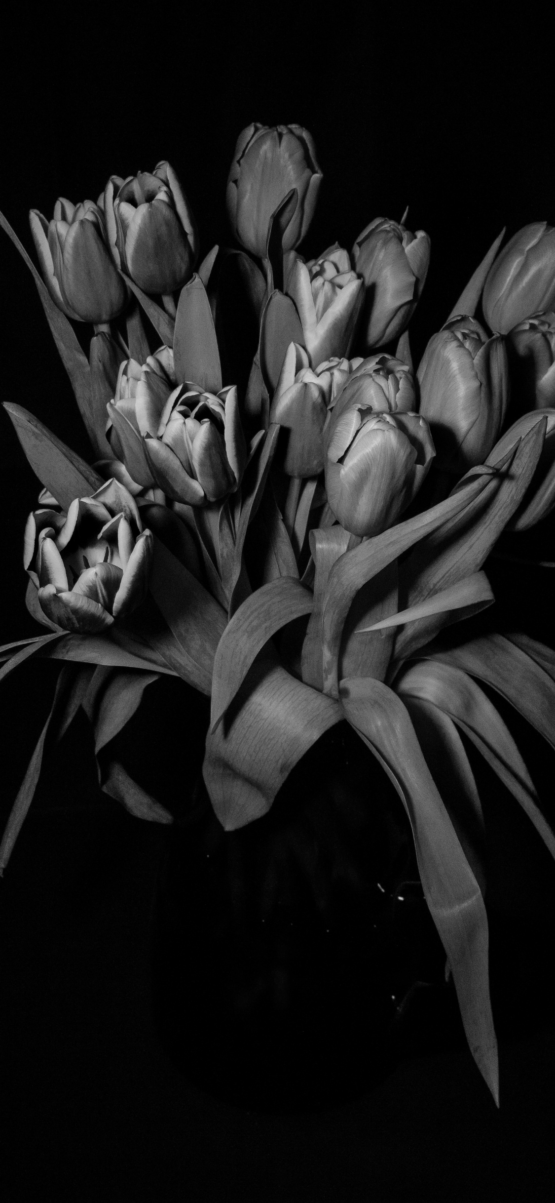 Обои черный и белый, цветок, черный, растение, лепесток в разрешении 1125x2436