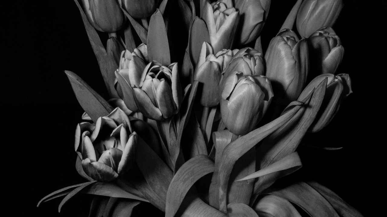 Обои черный и белый, цветок, черный, растение, лепесток в разрешении 1280x720