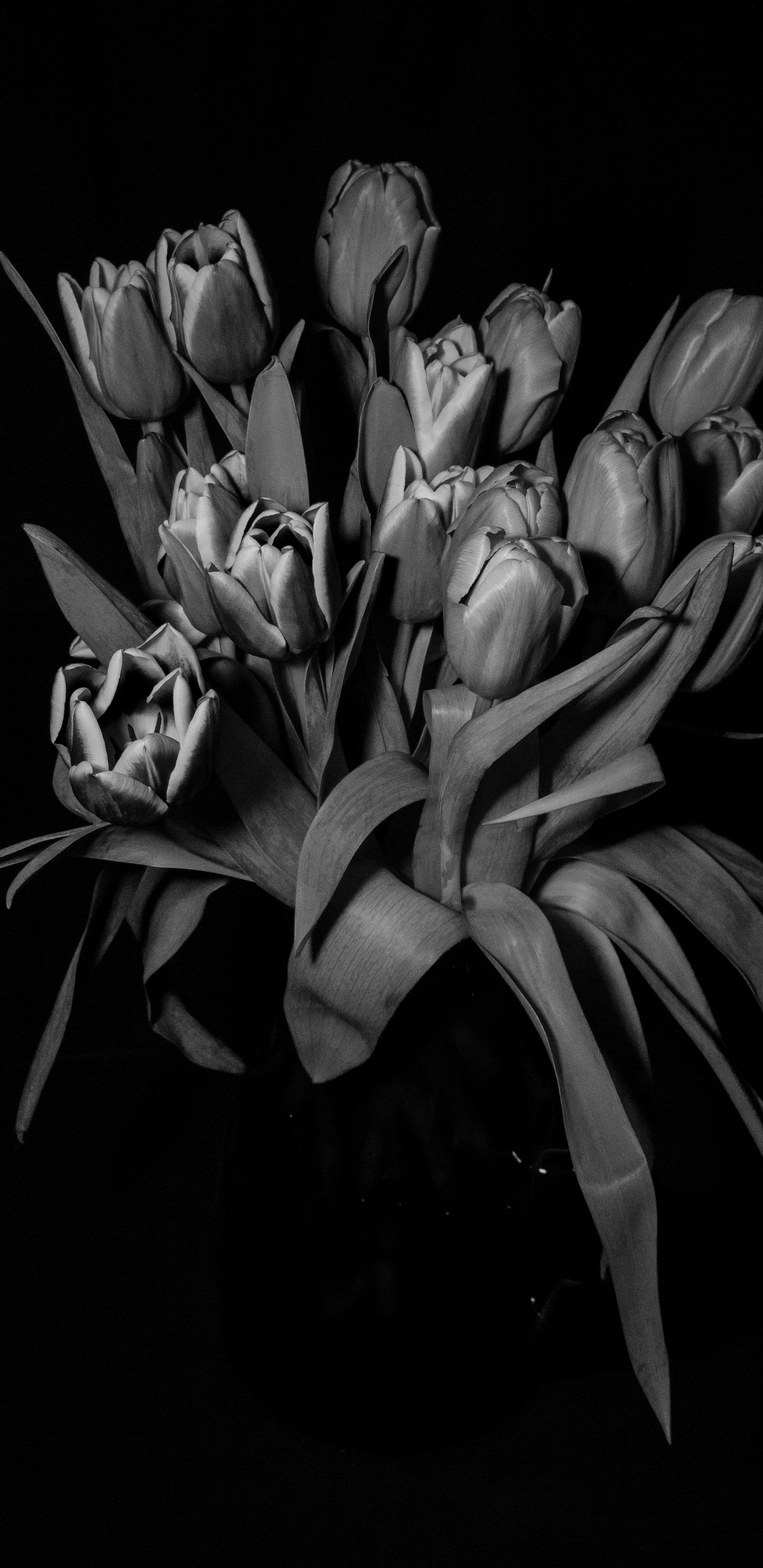 Обои черный и белый, цветок, черный, растение, лепесток в разрешении 1440x2960
