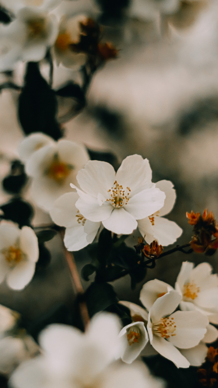 Обои цветение вишни, псалом 111, псалом 103, цветок, растение в разрешении 750x1334