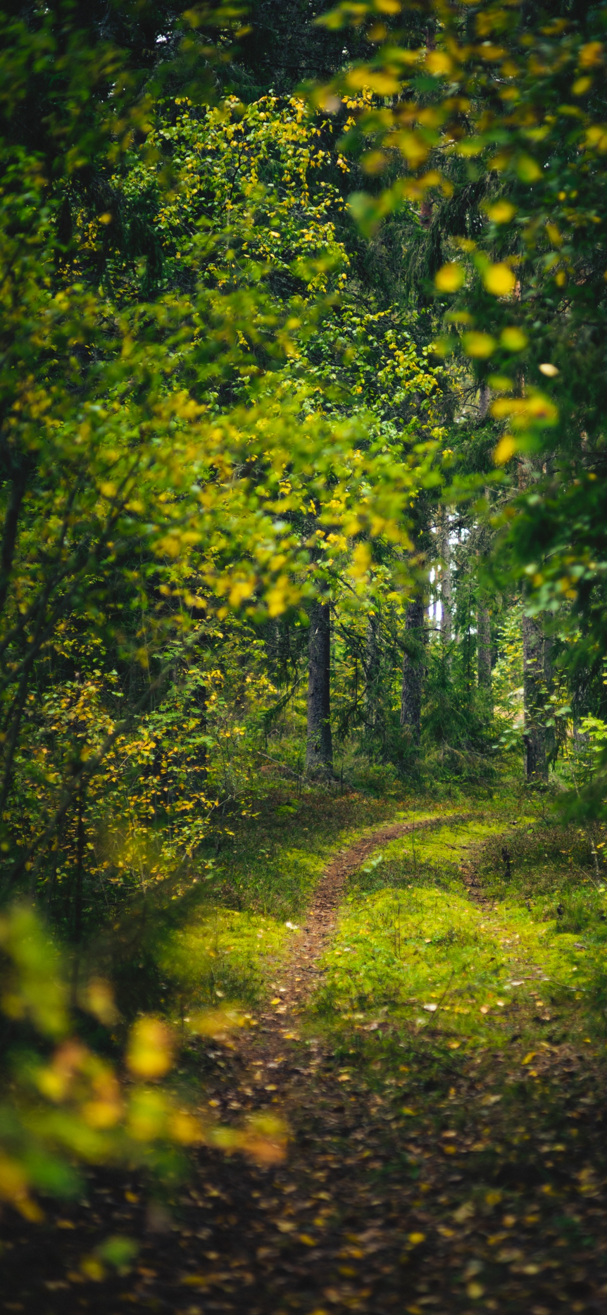 Обои природа, пейзаж, лес, висгун - социальная сеть, лесистая местность в разрешении 1242x2688