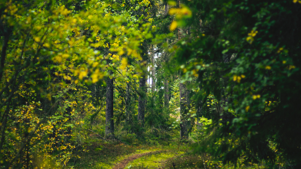 Обои природа, пейзаж, лес, висгун - социальная сеть, лесистая местность в разрешении 1280x720