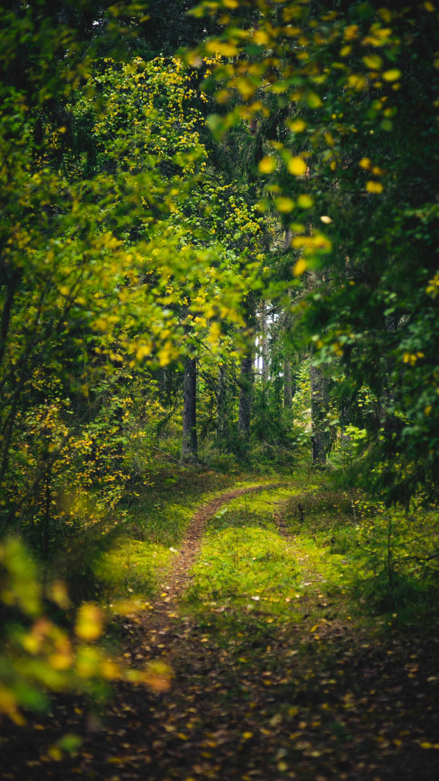 Обои природа, пейзаж, лес, висгун - социальная сеть, лесистая местность в разрешении 1440x2560