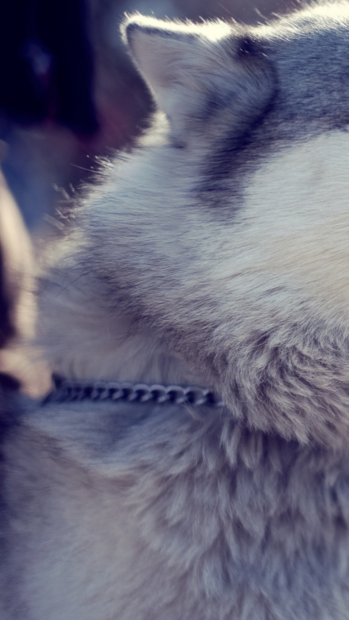 Обои Себирская Хаски, хаски, щенок, пес, Сахалинская хаски в разрешении 720x1280
