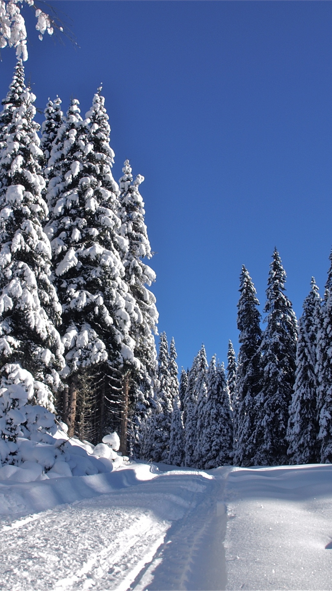 Обои снег, дерево, зима, замораживание, мороз в разрешении 1080x1920