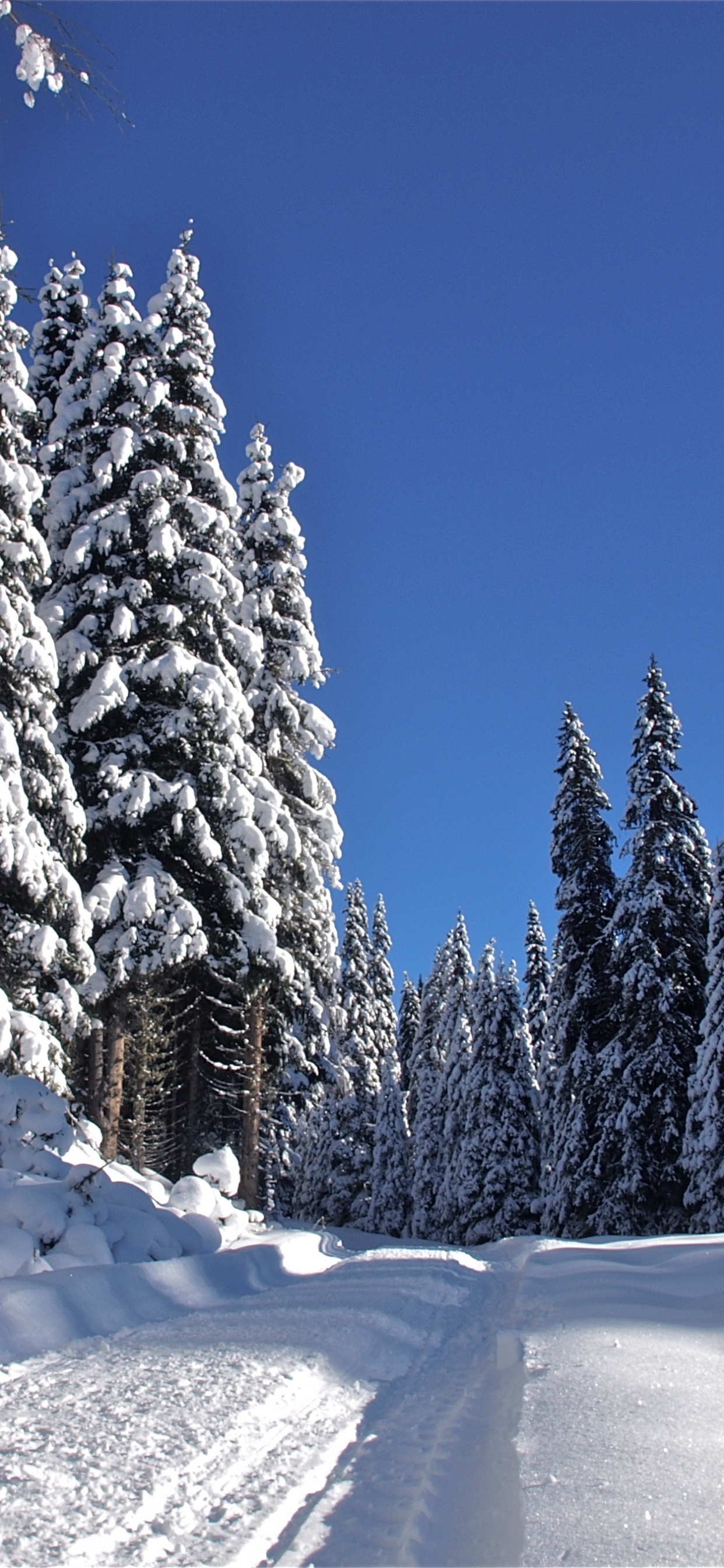 Обои снег, дерево, зима, замораживание, мороз в разрешении 1242x2688