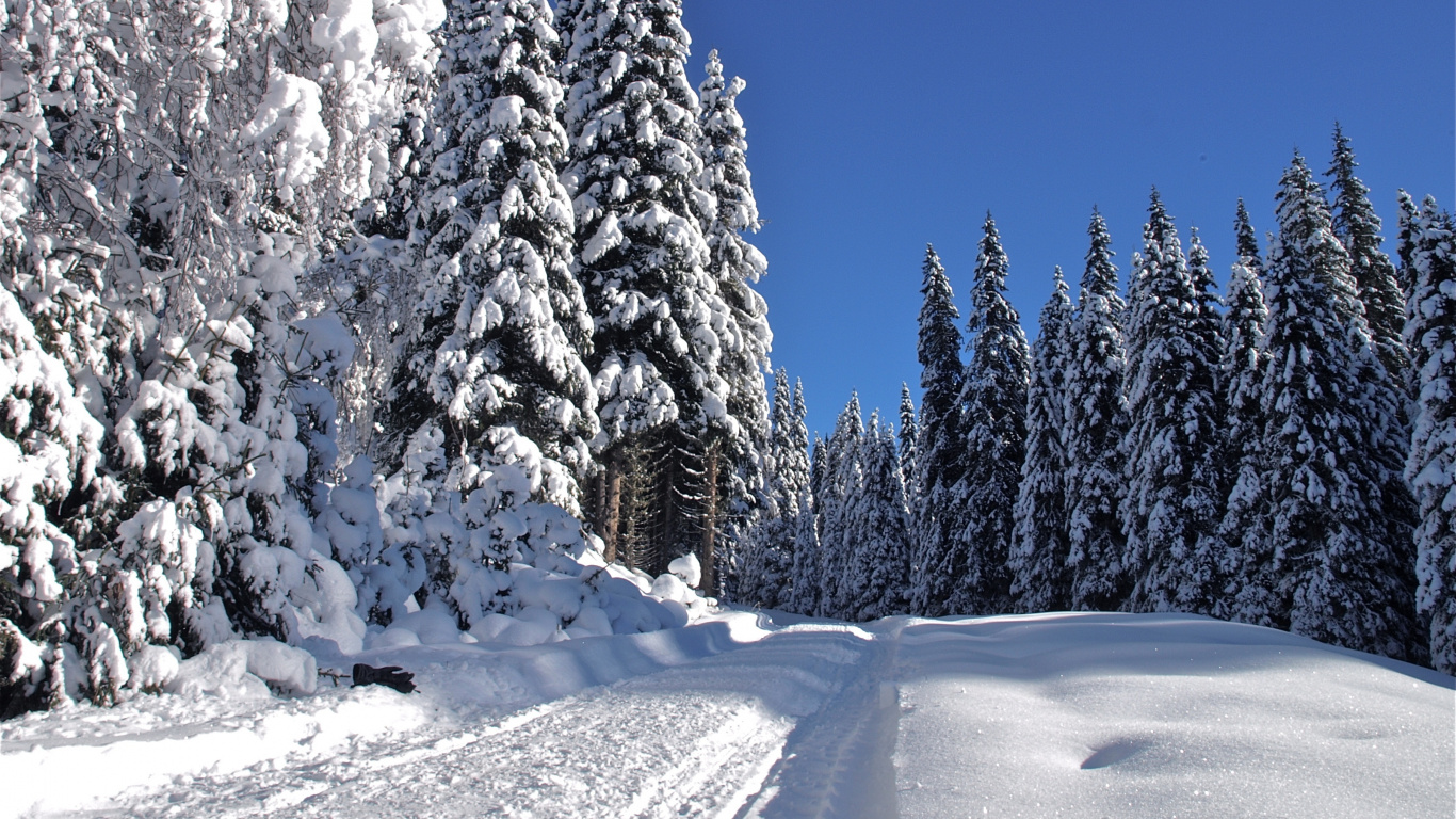 Обои снег, дерево, зима, замораживание, мороз в разрешении 1366x768