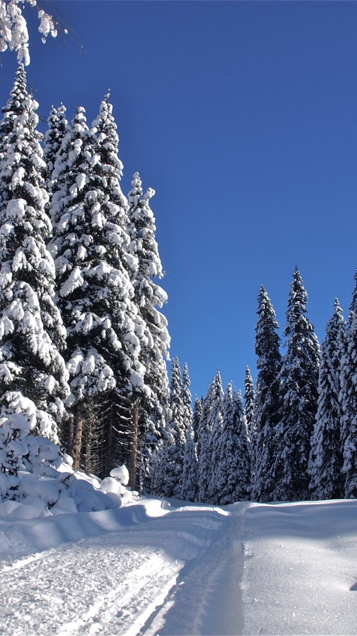 Обои снег, дерево, зима, замораживание, мороз в разрешении 720x1280