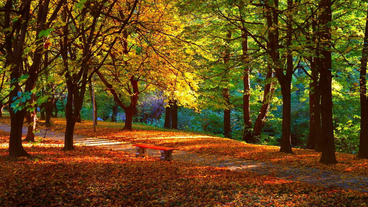 Обои природа, дерево, лист, лесистая местность, лес в разрешении 1280x720