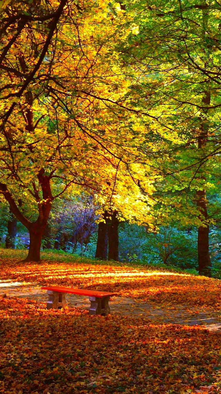 Обои природа, дерево, лист, лесистая местность, лес в разрешении 750x1334