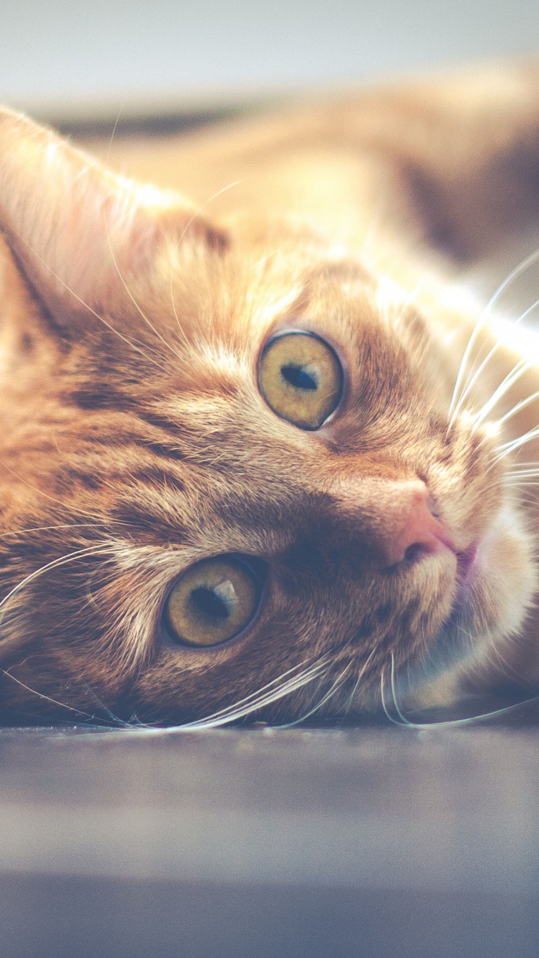 Обои котенок, полосатый кот, морда, мурлыканье, псарня в разрешении 1080x1920