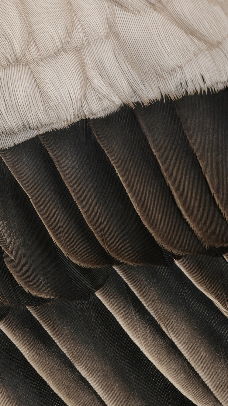 Обои fhd, Google, восьмиядерный, пиксельная складка, пиксель 7 а в разрешении 750x1334