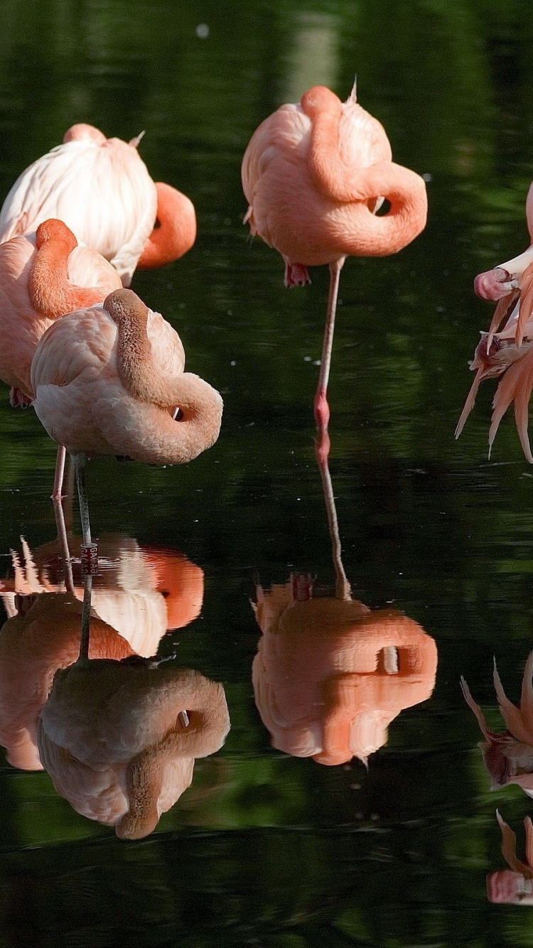 Обои фламинго, водоплавающие птицы, птица, клюв в разрешении 750x1334