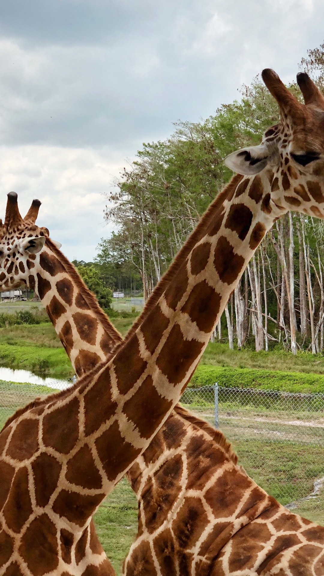 Обои Жираф, наземные животные, природа, растительность, жирафовые в разрешении 1080x1920