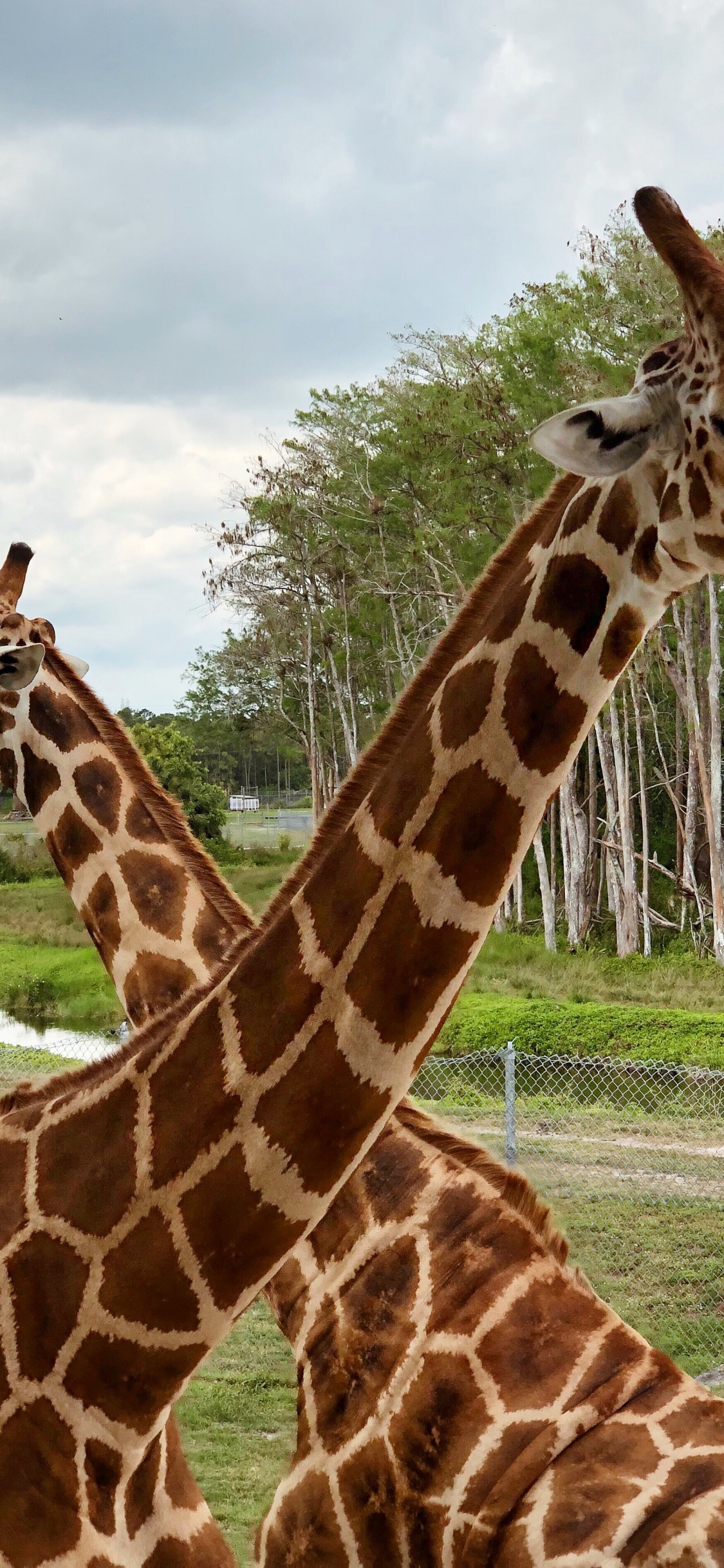 Обои Жираф, наземные животные, природа, растительность, жирафовые в разрешении 1125x2436