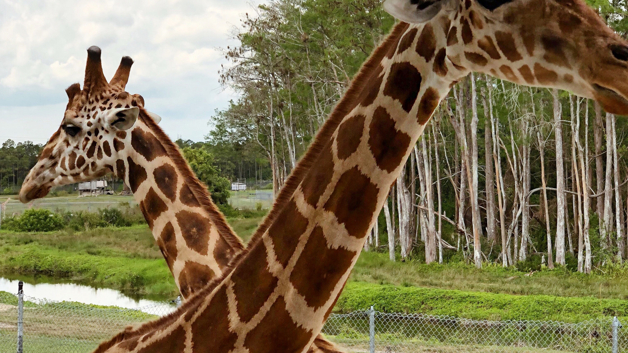 Обои Жираф, наземные животные, природа, растительность, жирафовые в разрешении 1280x720