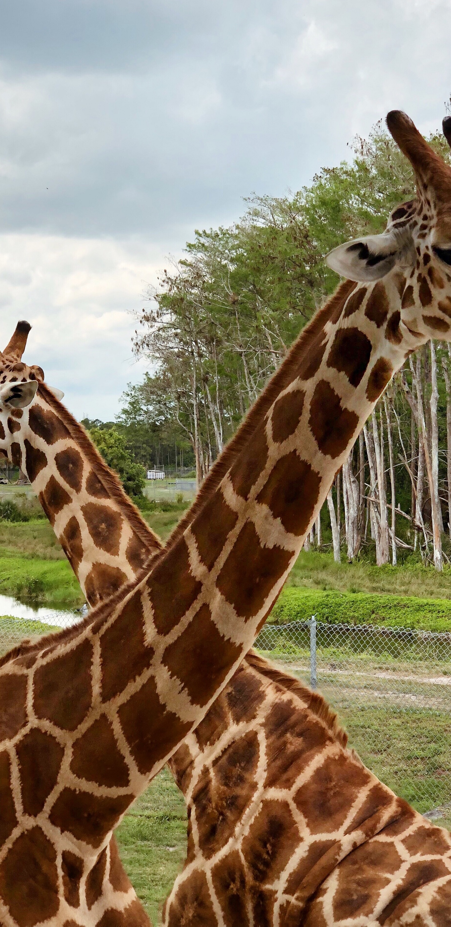 Обои Жираф, наземные животные, природа, растительность, жирафовые в разрешении 1440x2960