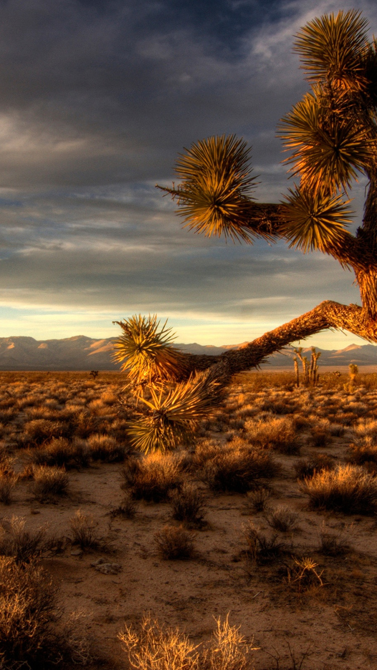 Обои дерево, облако, пейзаж, дикая местность, экорегион в разрешении 750x1334
