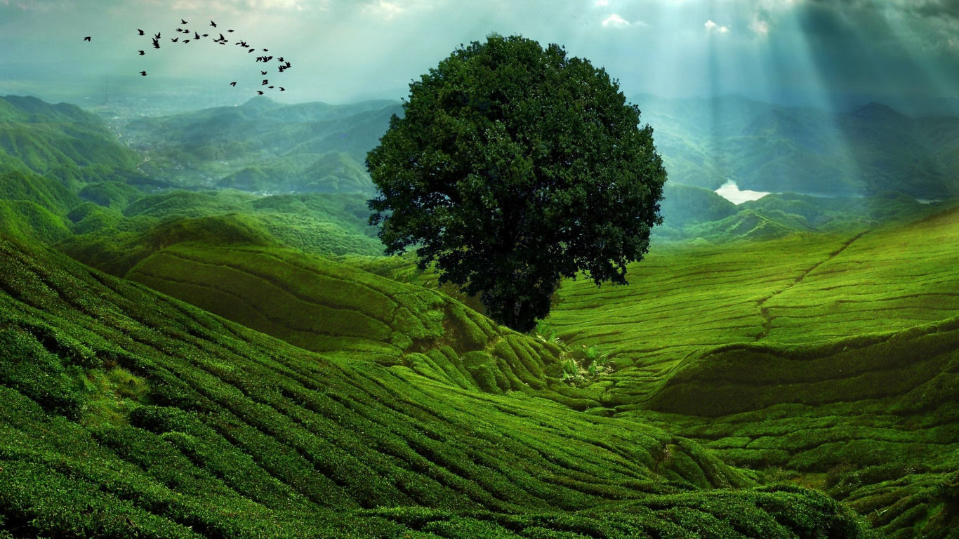 Обои нагорье, природа, горная станция, растительность, холм в разрешении 1366x768