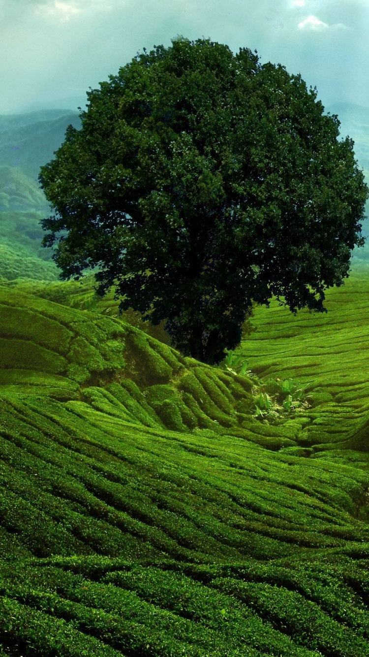 Обои нагорье, природа, горная станция, растительность, холм в разрешении 750x1334