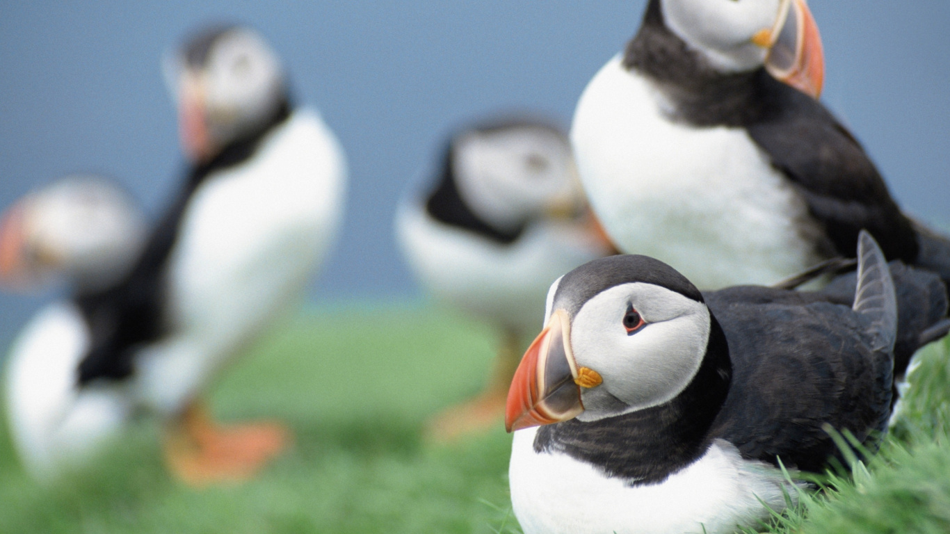 Обои тупик, птица, клюв, морская птица, ржанкообразные в разрешении 1366x768