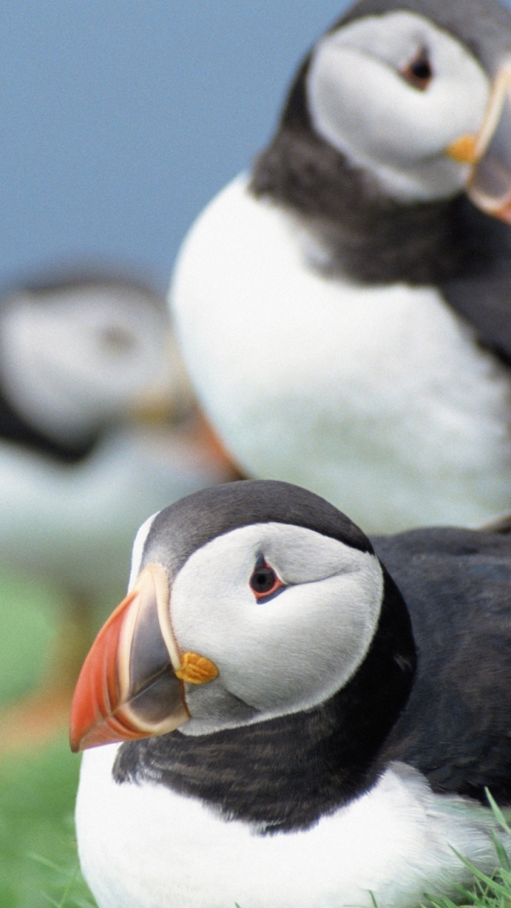 Обои тупик, птица, клюв, морская птица, ржанкообразные в разрешении 720x1280